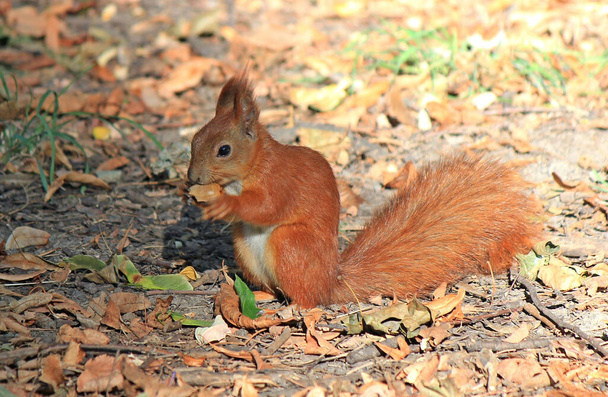 funny squirrel eating a delicious nut - Photo, Image