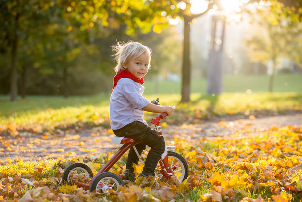 Beautiful blonde two years old toddler boy, riding red tricycle in the park on sunset, beautiful autumn day - Φωτογραφία, εικόνα