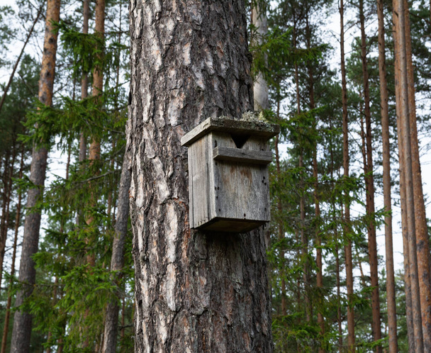 Handmade bird house on the forest. - Foto, imagen