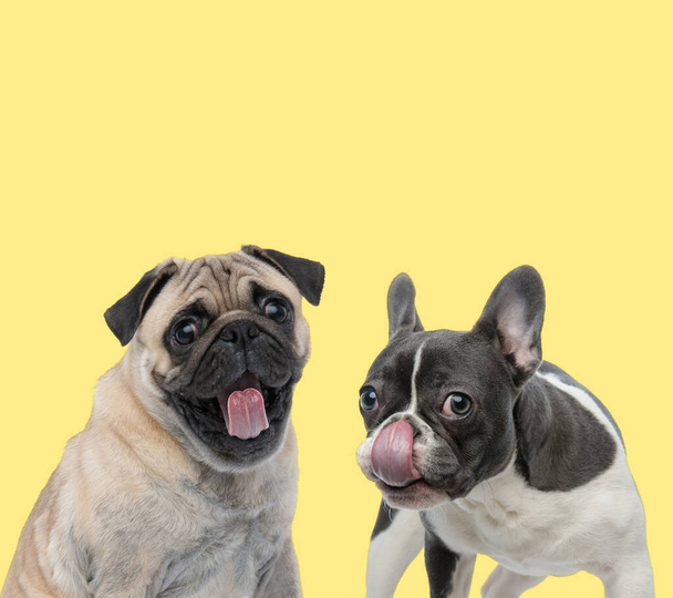Fransız bir buldog köpeğinin yanında dilini çıkaran sevimli bir köpek sarı arka planda mutlu bir burun yalıyor. - Fotoğraf, Görsel