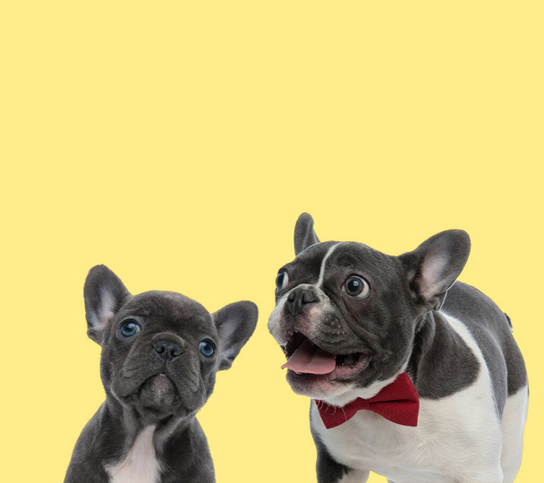 little baby french bulldog dog sitting next to a big french bulldog dog wearing red bowtie and sticking out tongue happy on yellow background - Photo, Image