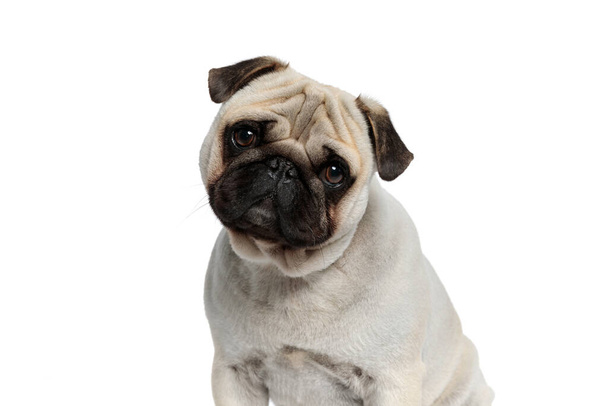 Чудесный щенок Мопс смотрит вперед с наклоненной головой, стоя на белом студийном фоне - Фото, изображение