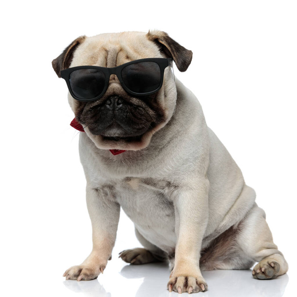 Duro cucciolo Pug indossa occhiali da sole e papillon, essendo fresco mentre seduto su sfondo bianco studio - Foto, immagini