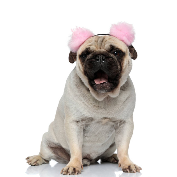 Tired Pug puppy wearing earmuffs and panting while sitting on white studio background - Photo, Image