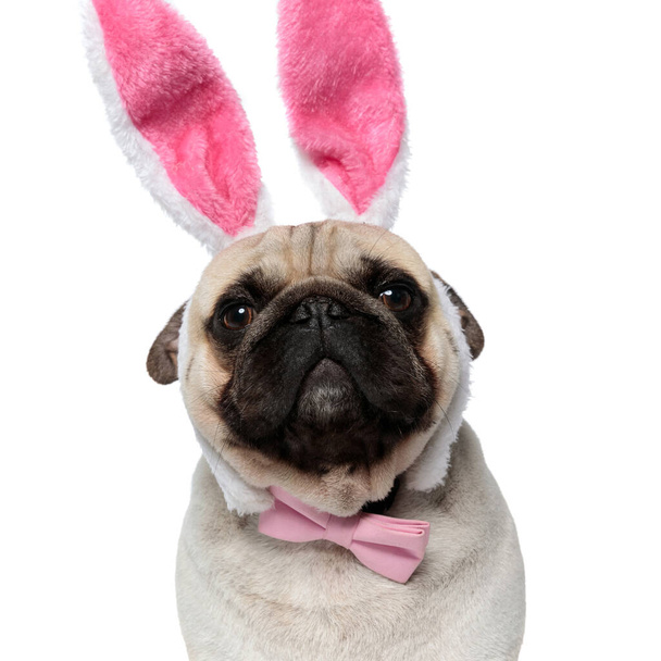 Closeup of funny Pug puppy wearing rabbit ears and bowtie while sitting on white studio background - Photo, Image