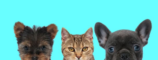 Shih Tzu dog, metis cat and French Bulldog dog are standing side by side and looking at camera on blue background - Photo, Image