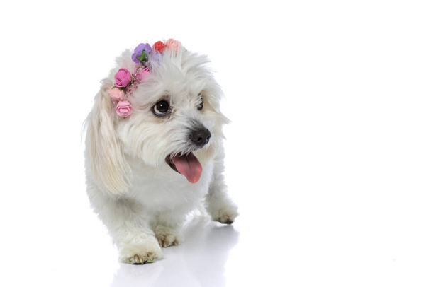 adorable furry bichon dog looking at something that makes him thirsty, sticking out tongue and wearing a headband with flowers on white background - Foto, Imagen
