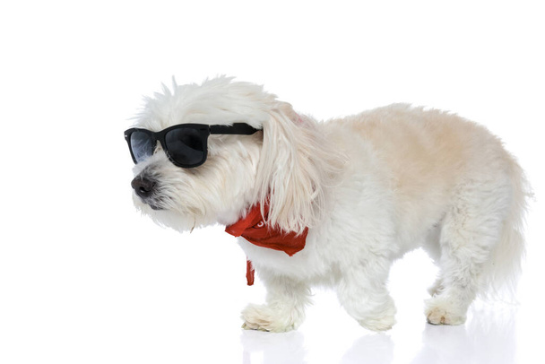 cool bichon hond met zonnebril en bandana lopen op zijn pad tegen witte achtergrond - Foto, afbeelding