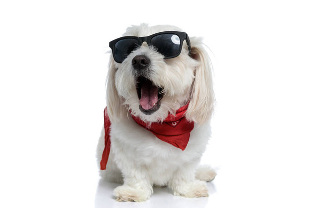 schattig klein bichon hond dragen koele zonnebril en bandana, schreeuwen en zitten op witte achtergrond - Foto, afbeelding