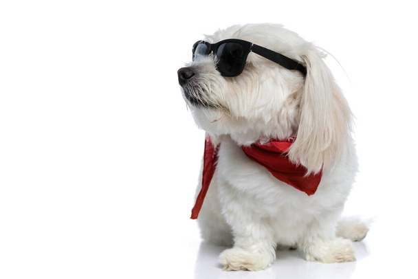 kleine bichon hond poseren met houding, het dragen van een zonnebril en bandana, opzij kijken en zitten op een witte achtergrond - Foto, afbeelding
