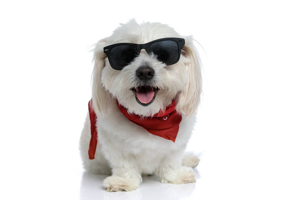 schattige kleine bichon hond slaan een koele pose met zonnebril en bandana, steken uit tong en zitten op witte achtergrond - Foto, afbeelding