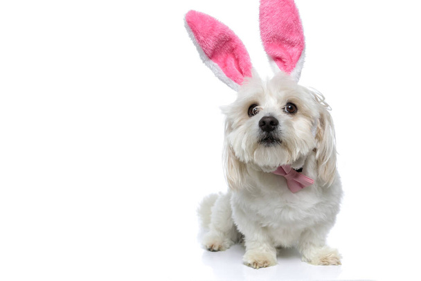 ピンクのウサギの耳と蝶を身に着けている小さなビションの犬、座ってカメラを見て、白い背景に無関心な表情で - 写真・画像