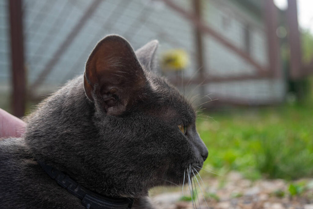 Portret van een jonge zwarte kat. Huisdier in het land - Foto, afbeelding