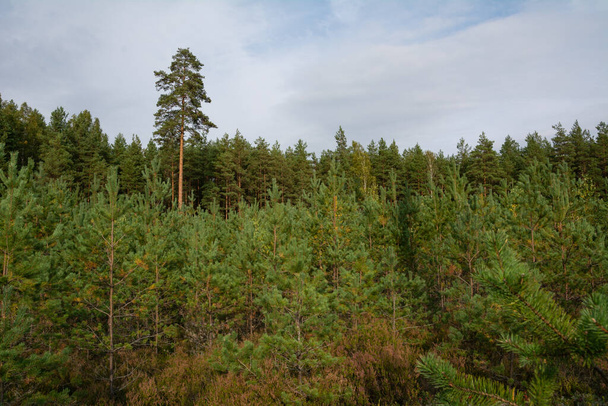 blue sky and pine trees forest. - Fotó, kép