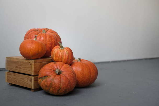 Zucche arancioni in una scatola di legno su uno sfondo grigio. Template autunno raccolta ringraziamento Halloween biglietti d'invito anniversario. Copia spazio - Foto, immagini