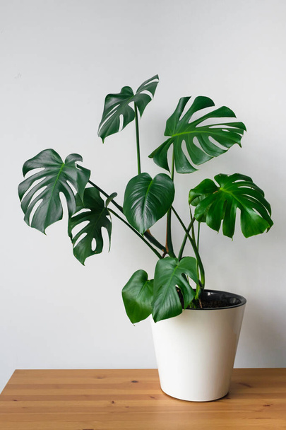 Beautiful monstera flower in a white pot stands on a wooden table on a white background. The concept of minimalism. Hipster scandinavian style room interior. Empty white wall and copy space. - Fotoğraf, Görsel