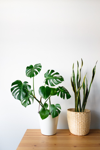Sansevieria and Monstera in a modern interior, the concept of minimalism and scandy style. A beautiful combination of colors: green and white. Details of a modern interior. Interior Design - 写真・画像