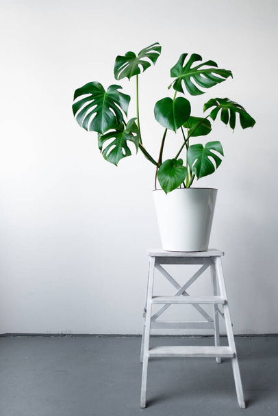 A beautiful Monstera flower in a white pot stands on a white wooden pedestal stand on a white background. The concept of minimalism. Hipster scandinavian style room interior.  - Fotoğraf, Görsel