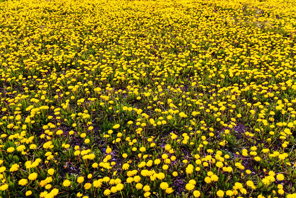 les fleurs de pissenlit fleurissent dans la prairie - Photo, image