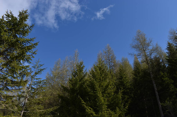 Jedle na modré obloze v Malbun v Lichtenštejnsku 22.5.2020 - Fotografie, Obrázek
