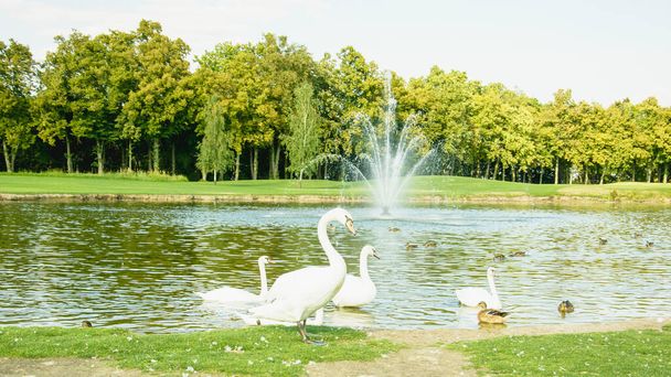 A beautiful flock of white swans walks and swims on the pond - Fotó, kép