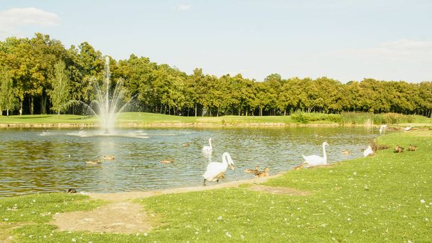 Una hermosa bandada de cisnes blancos camina y nada en el estanque - Foto, Imagen