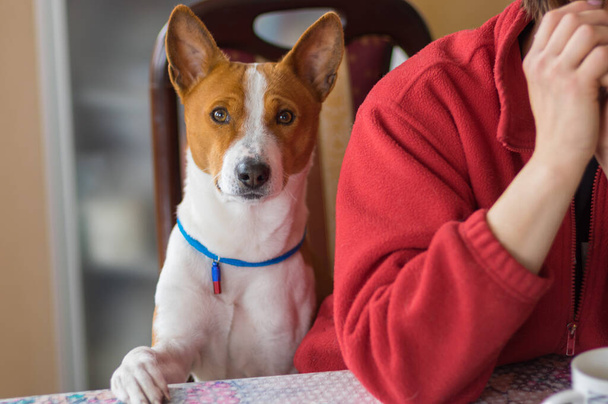 Портрет умной собаки басэндзи на стуле за обеденным столом рядом со своим хозяином - Фото, изображение