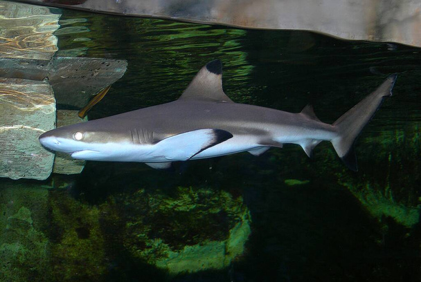 Φωτογράφηση καρχαρία σε ενυδρείο - Φωτογραφία, εικόνα