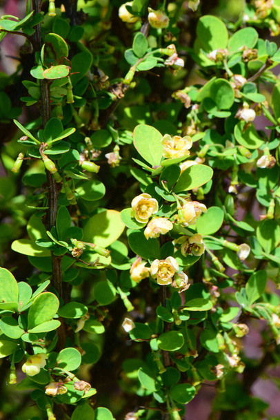  Spring bonsai Berberis thunbergii with yellow flowers and green leaves in the foothill park of the North Caucasus                               - Foto, immagini