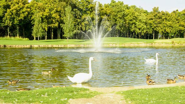 Eine schöne Schar weißer Schwäne spaziert und schwimmt auf dem Teich - Foto, Bild