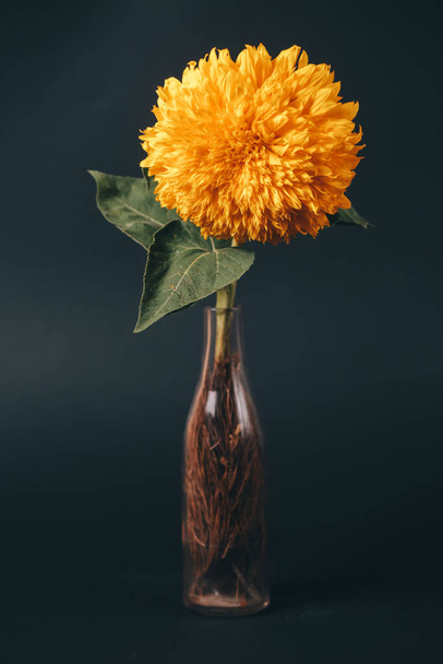 fluffy sunflower in glass vase on black background - Fotografie, Obrázek