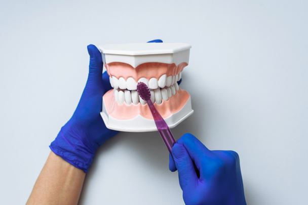 Τα χέρια του γιατρού δείχνουν πώς να βουρτσίζετε σωστά τα δόντια σας με μια οδοντόβουρτσα οπτικά σε ένα τεχνητό σαγόνι. Η έννοια της υγείας και της οδοντιατρικής επίσκεψης. - Φωτογραφία, εικόνα