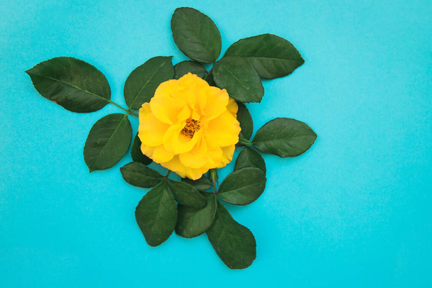 Yellow blooming rose with green leaves on a blue background.A gift for the holiday. - Fotoğraf, Görsel
