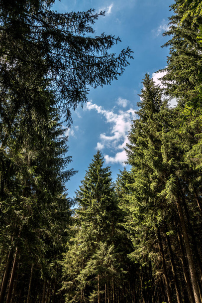 Drzewa i zielone niebo głęboko w lesie - Zdjęcie, obraz