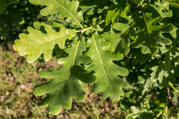 Um ramo de folhas verdes de oaken na floresta - Foto, Imagem