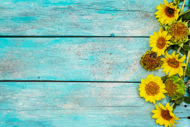 Frische Sonnenblumen auf trendigen türkisfarbenen Holzbrettern Hintergrund. Hell duftende Blumen, ländliches Stillleben, Draufsicht - Foto, Bild