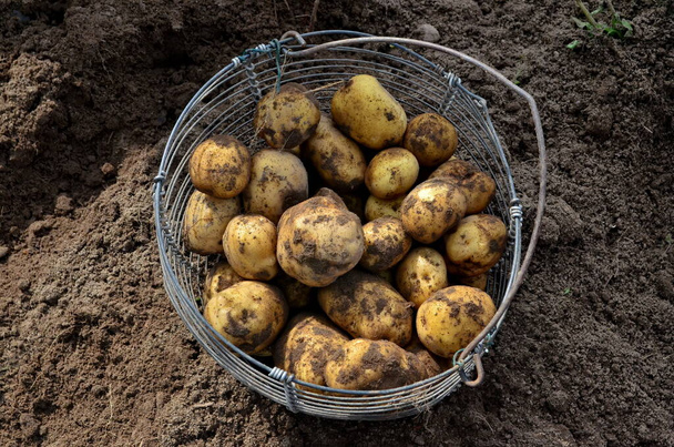 Panier en osier plein de pommes de terre fraîchement creusées nouvelles sales sur le terrain, Récolte de pommes de terre. - Photo, image