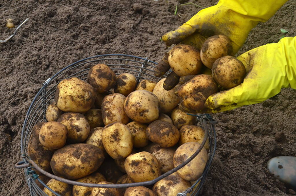 Hands of Woman put freshly harvested brambory in wicker basket, Close Up. Sklizeň brambor. - Fotografie, Obrázek