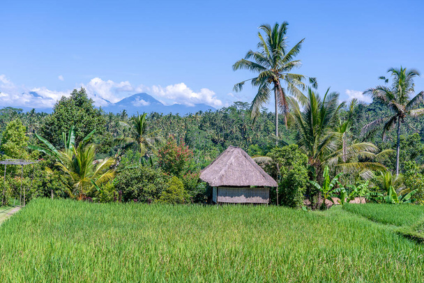 Landscape with green rice fields, straw house and palm trees at sunny day in island Bali, Indonesia. Nature and travel concept - Fotografie, Obrázek