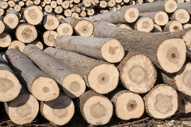 Cortar troncos de álamo
 - Foto, imagen