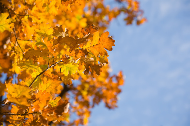 Autumn leaves of oak - Foto, Imagem