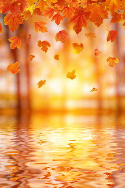 秋は太陽の下で葉。背景がぼけて. - 写真・画像
