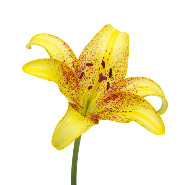 Yellow lily on a white background  - Photo, Image