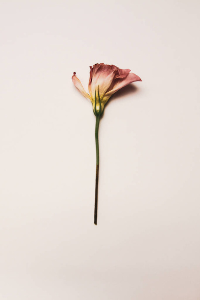 One tender pink flower of eustoma on beige background (vertical photo) - Φωτογραφία, εικόνα