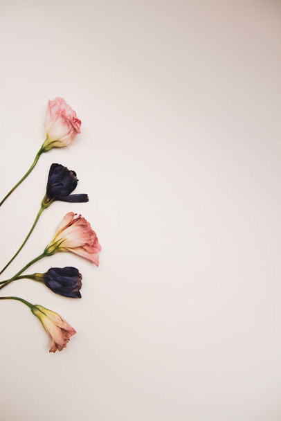 白い背景にライアンサスの花(ピンク・アン・バイオレット)の配置 - 写真・画像