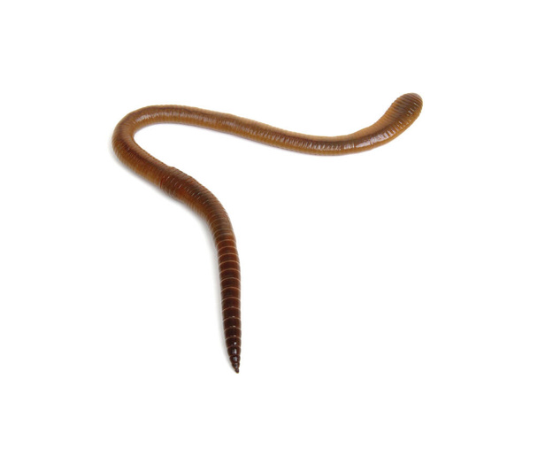 Тваринний черв'як ізольований на білому тлі
  - Фото, зображення