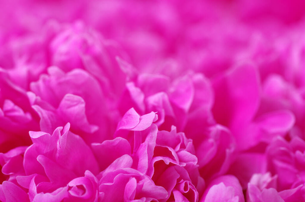 Beautiful floral background from pink peonies. - Fotografie, Obrázek