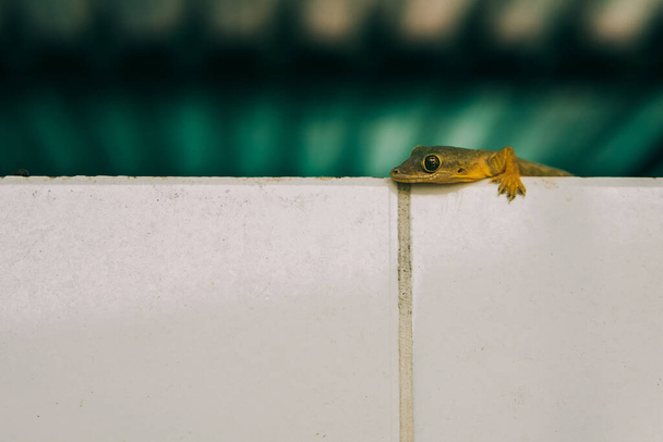 Close up to a house gecko lizard on wall - Photo, Image