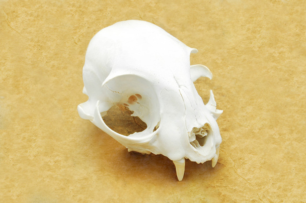 Кошачий череп
 - Фото, изображение