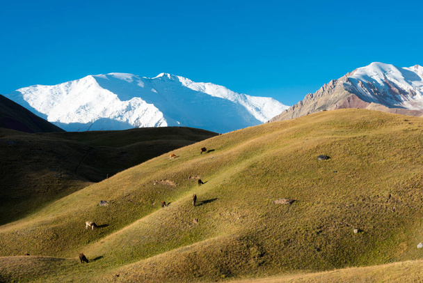 Osh, Kirguistán - Paisaje matutino del Pico Lenin (7134m) en el Valle de Alay en Osh, Kirguistán. Montañas Pamir en Kirguistán. - Foto, imagen
